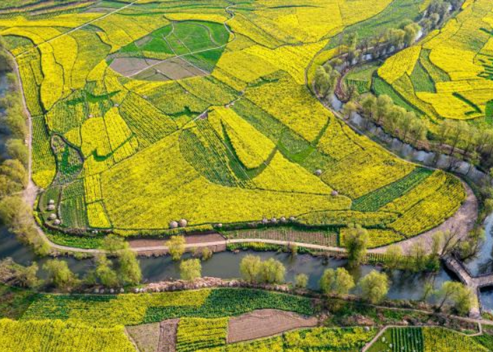 貴州油菜花開田園美
